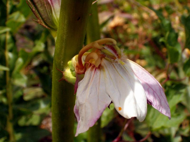 Acanthus mollis / Acanto comune, Branca orsina